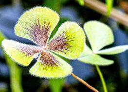 018 - botanischer garten